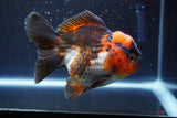 Short Body Thai Oranda  Tricolor 4.5 Inch (ID#913To14a-86) Free2Day SHIPPING