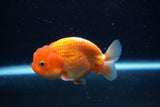 Juvenile Lionchu  Red White 3.5 Inch (ID#0110R11a-7) Free2Day SHIPPING