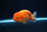 Juvenile Lionchu  Red White 3.5 Inch (ID#0110R11a-7) Free2Day SHIPPING