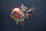 Short Body Thai Oranda  Tricolor 4.5 Inch (ID#913To14a-86) Free2Day SHIPPING