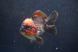 Short Body Thai Oranda  Tricolor 4.5 Inch (ID#913To14a-86) Free2Day SHIPPING