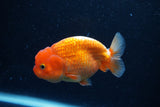 Juvenile Lionchu  Red White 3.5 Inch (ID#0110R11a-7) Free2Day SHIPPING