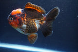 Short Body Thai Oranda  Tricolor 4.5 Inch (ID#913To14a-86) Free2Day SHIPPING