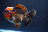 Short Body Thai Oranda  Tricolor 4.5 Inch (ID#913To14a-86) Free2Day SHIPPING