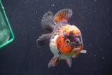 Short Body Thai Oranda  Tricolor 4.5 Inch (ID#913To14a-86) Free2Day SHIPPING