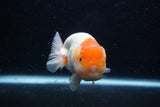 Juvenile Lionchu  Red White 4 Inch (ID#0110R11a-8) Free2Day SHIPPING