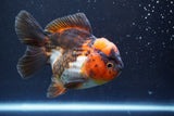 Short Body Thai Oranda  Tricolor 4.5 Inch (ID#913To14a-86) Free2Day SHIPPING