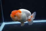 Juvenile Lionchu  Red White 4 Inch (ID#0110R11a-8) Free2Day SHIPPING