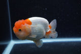 Juvenile Lionchu  Red White 4 Inch (ID#0110R11a-8) Free2Day SHIPPING