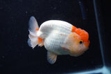 Juvenile Lionchu  Red White 4 Inch (ID#0110R11a-8) Free2Day SHIPPING