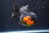 Short Body Thai Oranda  Red Black 4 Inch (ID#913To14a-87) Free2Day SHIPPING