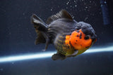 Short Body Thai Oranda  Red Black 4 Inch (ID#913To14a-87) Free2Day SHIPPING