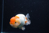 Juvenile Lionchu  Red White 4 Inch (ID#0110R11a-8) Free2Day SHIPPING