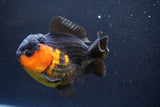 Short Body Thai Oranda  Red Black 4 Inch (ID#913To14a-87) Free2Day SHIPPING