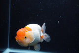 Juvenile Lionchu  Red White 4 Inch (ID#0110R11a-8) Free2Day SHIPPING