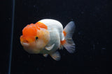 Juvenile Lionchu  Red White 4 Inch (ID#0110R11a-8) Free2Day SHIPPING