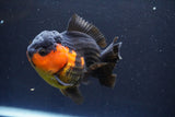 Short Body Thai Oranda  Red Black 4 Inch (ID#913To14a-87) Free2Day SHIPPING