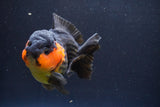 Short Body Thai Oranda  Red Black 4 Inch (ID#913To14a-87) Free2Day SHIPPING