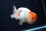 Juvenile Lionchu  Red White 4 Inch (ID#0110R11a-8) Free2Day SHIPPING