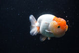 Juvenile Lionchu  Red White 4 Inch (ID#0110R11a-8) Free2Day SHIPPING