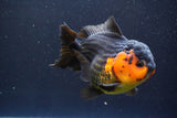 Short Body Thai Oranda  Red Black 4 Inch (ID#913To14a-87) Free2Day SHIPPING