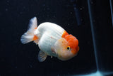 Juvenile Lionchu  Red White 4 Inch (ID#0110R11a-8) Free2Day SHIPPING