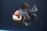 Short Body Thai Oranda  Tricolor 4.5 Inch (ID#917To14a-87) Free2Day SHIPPING