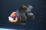 Short Body Thai Oranda  Tricolor 4.5 Inch (ID#917To14a-87) Free2Day SHIPPING