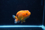 Juvenile Lionchu  Red White 3.5 Inch (ID#0110R11a-9) Free2Day SHIPPING