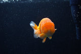 Juvenile Lionchu  Red White 3.5 Inch (ID#0110R11a-9) Free2Day SHIPPING