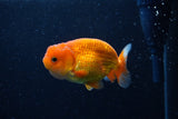 Juvenile Lionchu  Red White 3.5 Inch (ID#0110R11a-9) Free2Day SHIPPING