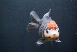 Short Body Thai Oranda  Tricolor 4.5 Inch (ID#917To14a-87) Free2Day SHIPPING