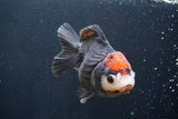 Short Body Thai Oranda  Tricolor 4.5 Inch (ID#917To14a-87) Free2Day SHIPPING