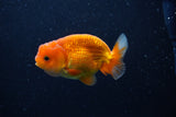 Juvenile Lionchu  Red White 3.5 Inch (ID#0110R11a-9) Free2Day SHIPPING