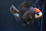 Short Body Thai Oranda  Tricolor 4.5 Inch (ID#917To14a-87) Free2Day SHIPPING