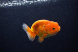 Juvenile Lionchu  Red White 3.5 Inch (ID#0110R11a-9) Free2Day SHIPPING