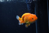 Juvenile Lionchu  Red White 3.5 Inch (ID#0110R11a-9) Free2Day SHIPPING