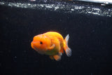 Juvenile Lionchu  Red White 3.5 Inch (ID#0110R11a-9) Free2Day SHIPPING