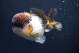 Short Body Thai Oranda  Tricolor 4 Inch (ID#917To14a-88) Free2Day SHIPPING