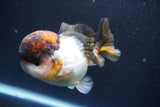 Short Body Thai Oranda  Tricolor 4 Inch (ID#917To14a-88) Free2Day SHIPPING