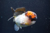 Short Body Thai Oranda  Tricolor 4 Inch (ID#917To14a-88) Free2Day SHIPPING