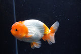 Juvenile Lionchu  Red White 4 Inch (ID#0110R11a-10) Free2Day SHIPPING