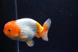 Juvenile Lionchu  Red White 4 Inch (ID#0110R11a-10) Free2Day SHIPPING