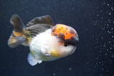 Short Body Thai Oranda  Tricolor 4 Inch (ID#917To14a-88) Free2Day SHIPPING