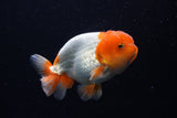 Juvenile Lionchu  Red White 4 Inch (ID#0110R11a-10) Free2Day SHIPPING