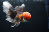Thai Oranda  Tricolor 6 Inch (ID#418T2c-115) Free2Day SHIPPING