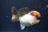 Short Body Thai Oranda  Tricolor 4 Inch (ID#917To14a-88) Free2Day SHIPPING