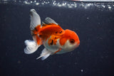 Juvenile Thai Oranda  Tricolor 3.5 Inch (ID#1029To13b-82) Free2Day SHIPPING