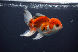 Juvenile Thai Oranda  Tricolor 3.5 Inch (ID#1029To13b-82) Free2Day SHIPPING