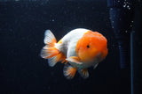 Juvenile Lionchu  Red White 4 Inch (ID#0110R11a-10) Free2Day SHIPPING